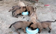 马犬幼崽吃什么最好