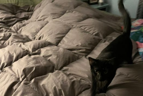 猫咪因太黏人竟被退养,网友霸气领养! 猫咪因太黏人竟被退养,网友霸气领养!