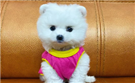 博美犬哪个品种最好看