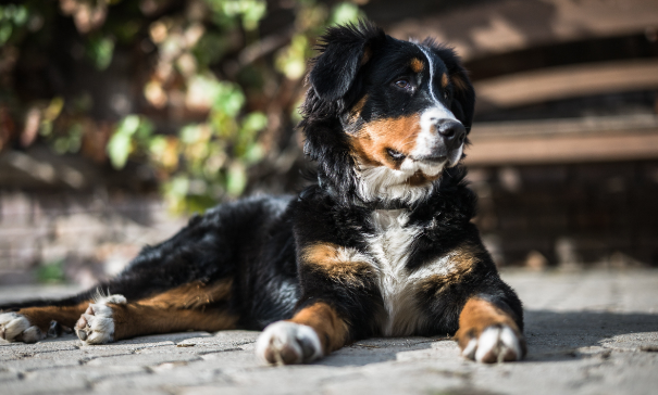 为什么伯恩山是禁养犬