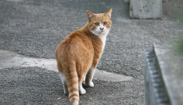 捡到流浪猫怎么办呢?只需这样处理就好? 捡到流浪猫怎么办呢?只需这样处理就好?