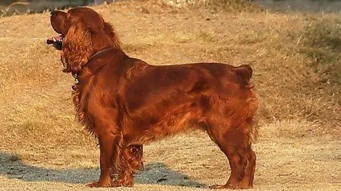 田野小猎犬随行怎么训练？主人须知。