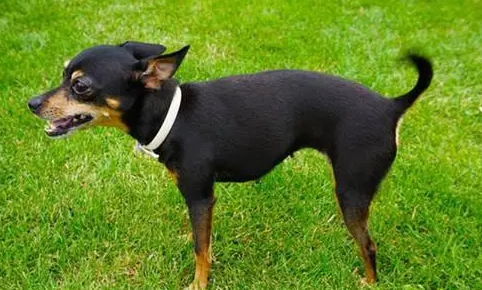 捕鼠梗犬握手怎么训练?想学的看过来! 捕鼠梗犬握手怎么训练?想学的看过来!