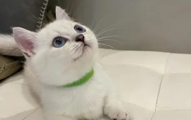 银点猫眼色素1度到6度