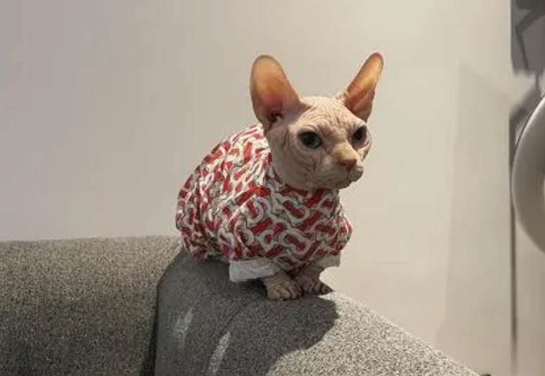 斯芬克斯猫矮脚好还是高
