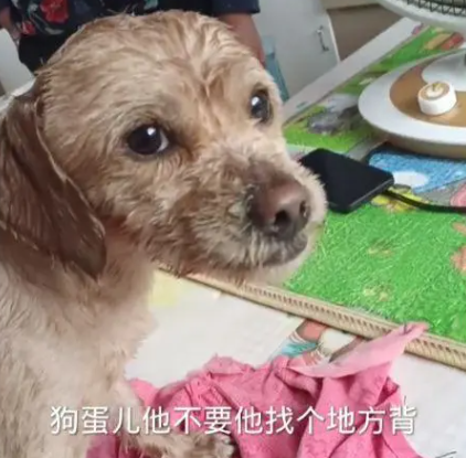 土狗病重后离家出走，主人冒雨上山找寻