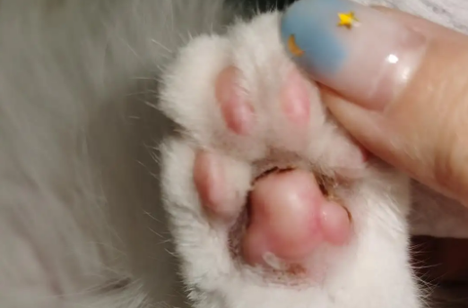 小猫脚掌烂了怎么办 小猫脚掌烂了怎么办