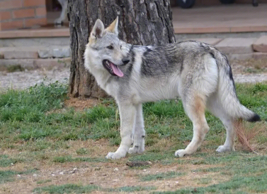 捷克狼犬怎么训练握手?这还不简单? 捷克狼犬怎么训练握手?这还不简单?