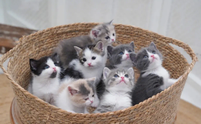 小奶猫几个月可以吃猫粮？不知道的来看看！