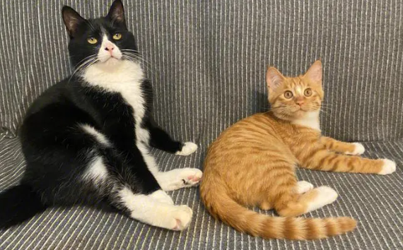 两只猫突然少了一只会难受吗