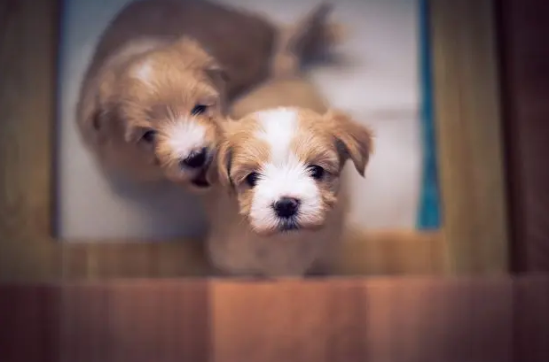 狗狗打颤发抖怎么办