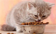 为什么我家猫咪吃的特别少