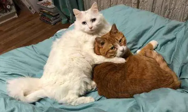 为什么配猫时会一直叫