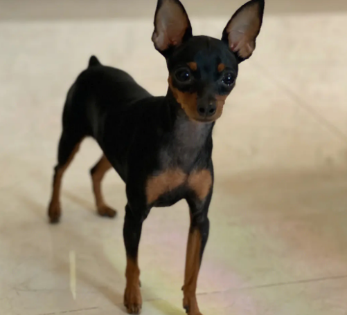 怎么给小鹿犬断尾巴？要了解这些知识点！