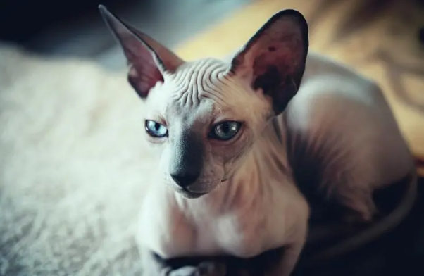 加拿大无毛猫怎么预防流产?不妨来看看 加拿大无毛猫怎么预防流产?不妨来看看
