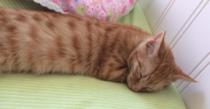 猫咪为什么会趴在尿上呢