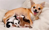 中华田园犬产前征兆有哪些?有必要了解一下!