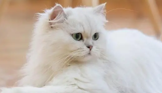 吃什么可以防止猫咪掉毛