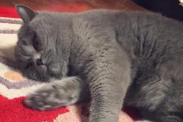 英短蓝猫为什么会吐? 原因很简单 英短蓝猫为什么会吐? 原因很简单