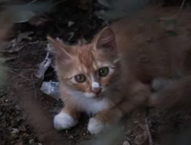 给流浪猫喂什么好？带你们来瞧瞧！
