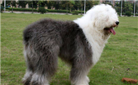 纯种古牧犬多少钱一只