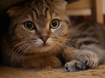 折耳猫软骨病早期症状