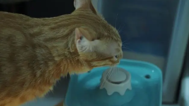 猫咪心情不好的表现 猫咪心情不好的表现