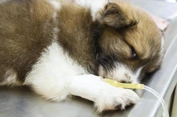 狗狗犬瘟为什么会拉稀呢