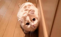 猫可以提前多久预测地震
