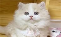 矮脚猫米努特优缺点