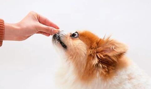 狗为什么要做体内驱虫 狗为什么要做体内驱虫