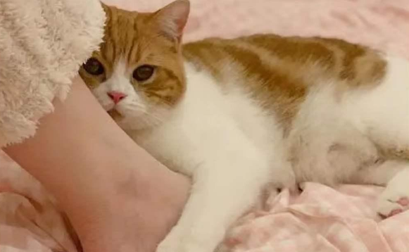 猫咪为什么躺在脚上睡觉呢