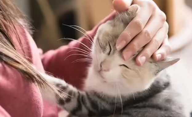 猫咪耳朵有真菌(该怎么办)