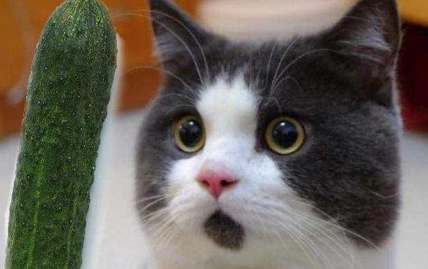 猫咪为什么害怕黄瓜