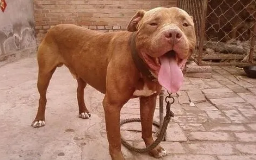 出售小比特犬300元