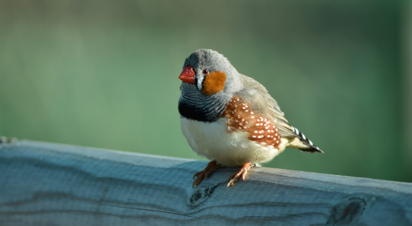 斑胸草雀能活多久