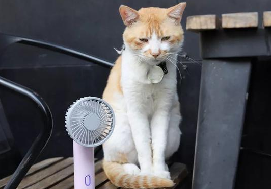 夏天把猫咪放客厅会不会热