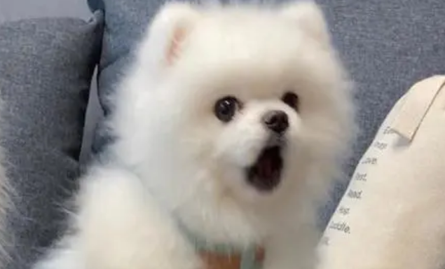 夜晚狗叫 是不是地震征兆