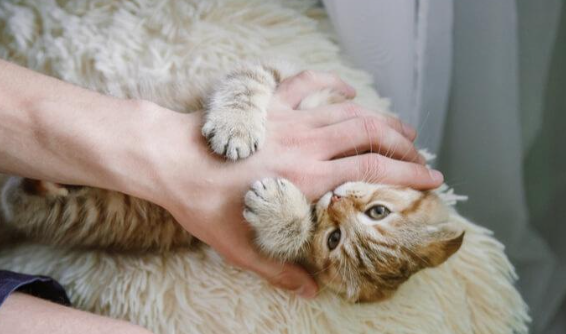 猫看见脏东西的表现