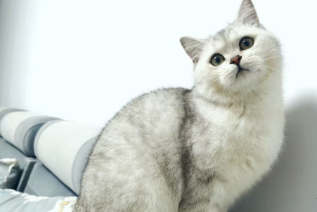 银渐层和布偶猫哪个档次高 银渐层和布偶猫哪个档次高