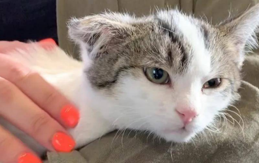 猫咪为什么老躲主人怀里