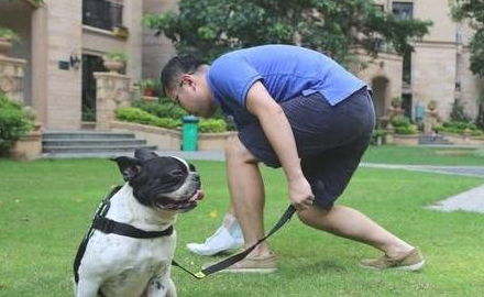 小狗牵绳的必要性,您知道多少 小狗牵绳的必要性,您知道多少