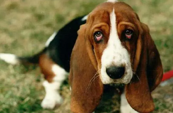 巴色特犬哪些颜色好？你知道吗？