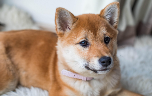 狗狗后腰一碰就疼