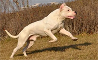 杜高犬呕吐怎么治疗？不妨尝试这个方法！