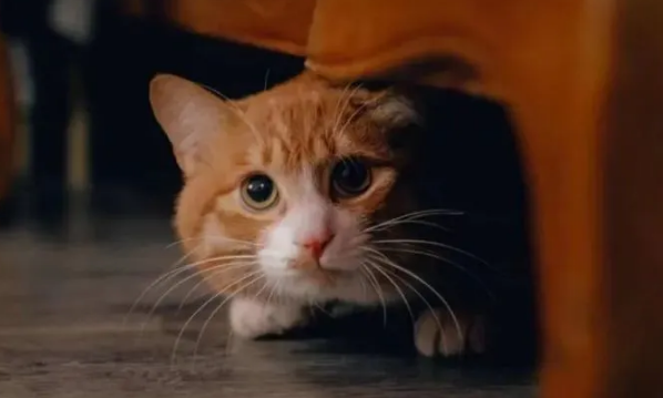 猫咪为什么害怕走路的声音呢