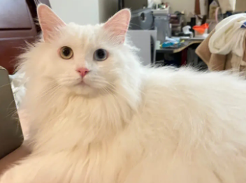 狮子猫的叫声凶不凶