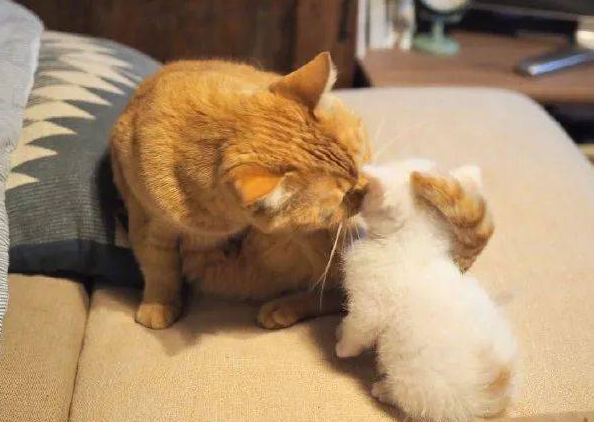猫咪为什么要打新来的猫咪 猫咪为什么要打新来的猫咪