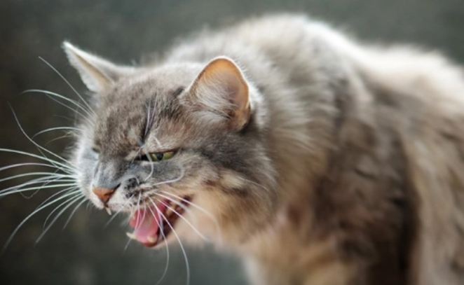 猫咳嗽可以自愈吗