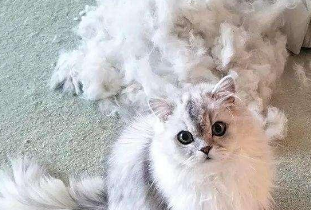 为什么突然对猫毛过敏